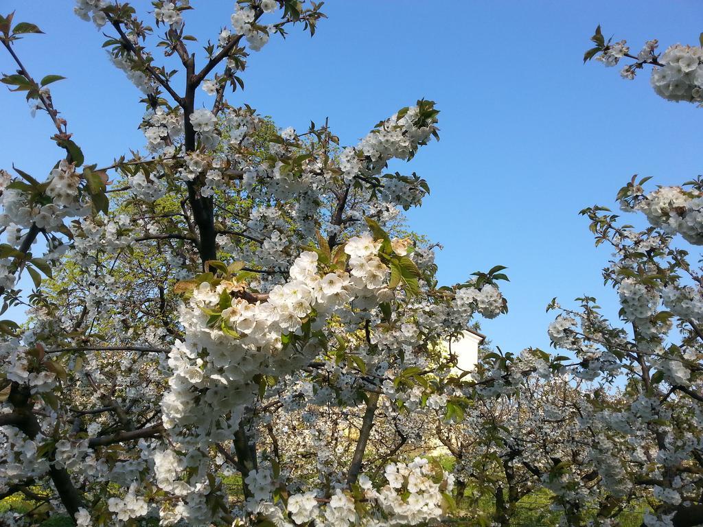 Agriturismo Al Colle Del Ciliegio Villa Rovolon Kültér fotó